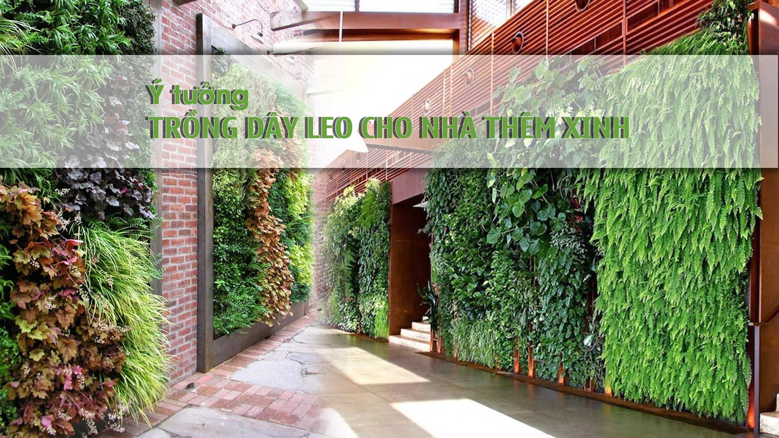 Ý tưởng trồng dây leo trong nhà vừa làm mát vừa tạo điểm nhấn khác biệt